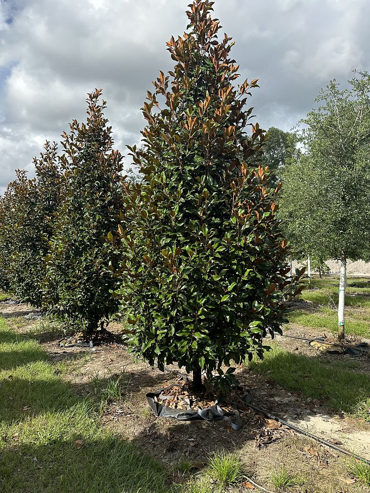 magnolia-grandiflora-bracken-s-brown-beauty-southern-magnolia