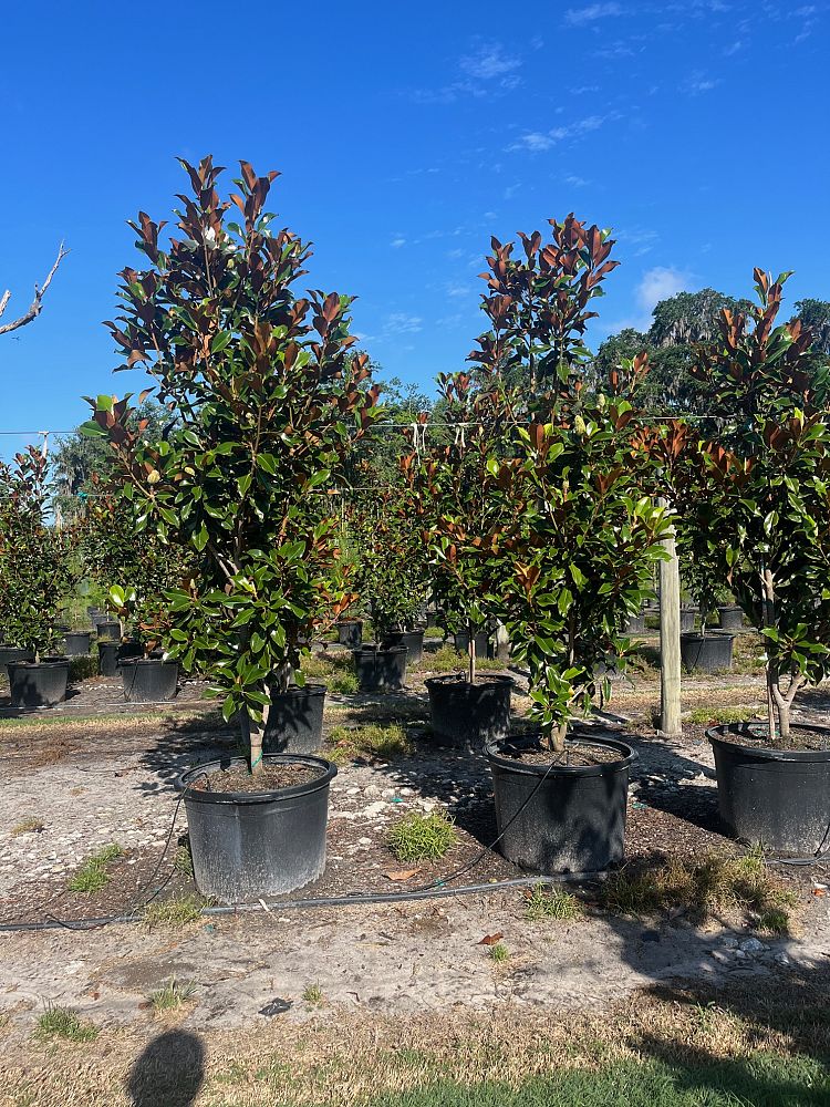 magnolia-grandiflora-bracken-s-brown-beauty-southern-magnolia