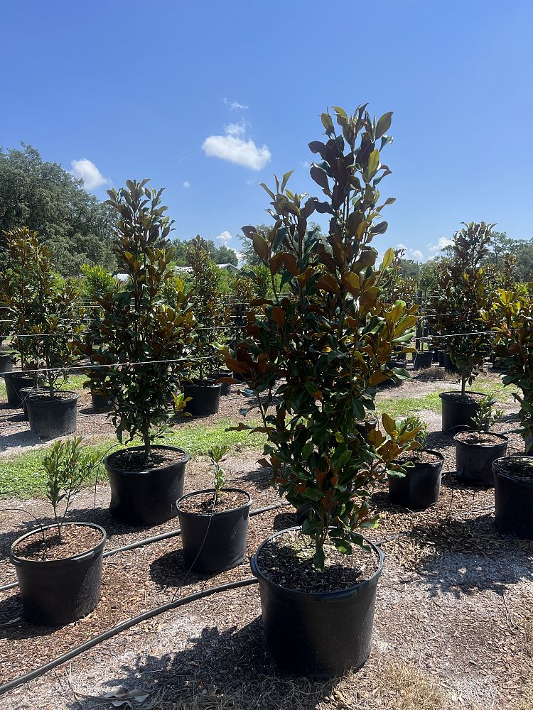 magnolia-grandiflora-bracken-s-brown-beauty-southern-magnolia