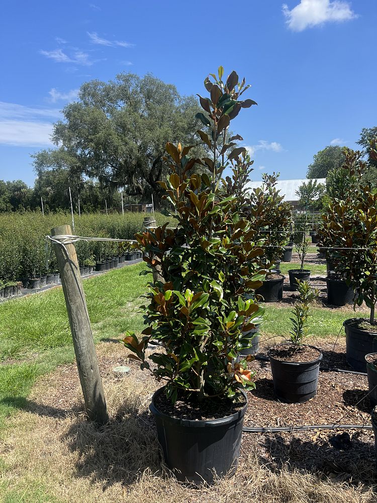 magnolia-grandiflora-bracken-s-brown-beauty-southern-magnolia