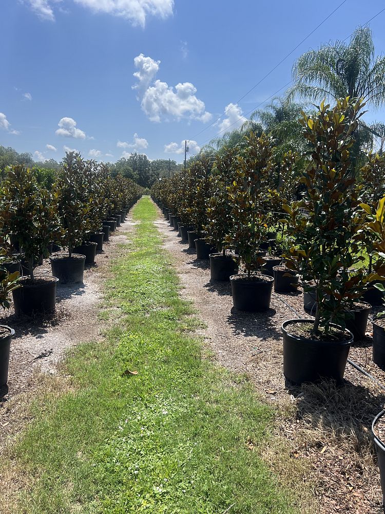 magnolia-grandiflora-bracken-s-brown-beauty-southern-magnolia
