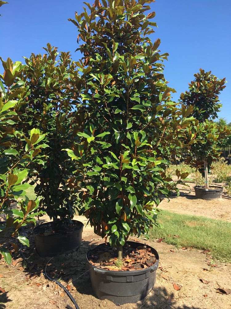 magnolia-grandiflora-bracken-s-brown-beauty-southern-magnolia