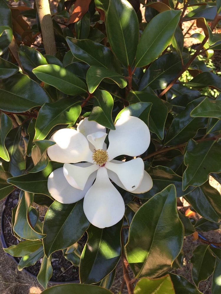 magnolia-grandiflora-bracken-s-brown-beauty-southern-magnolia