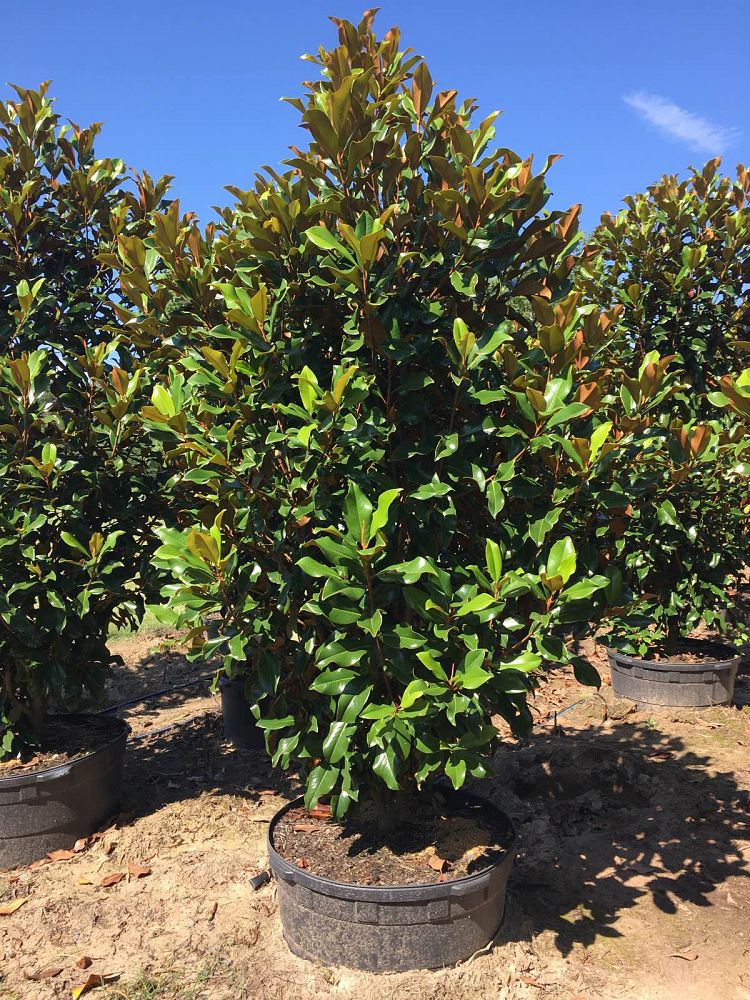 magnolia-grandiflora-bracken-s-brown-beauty-southern-magnolia