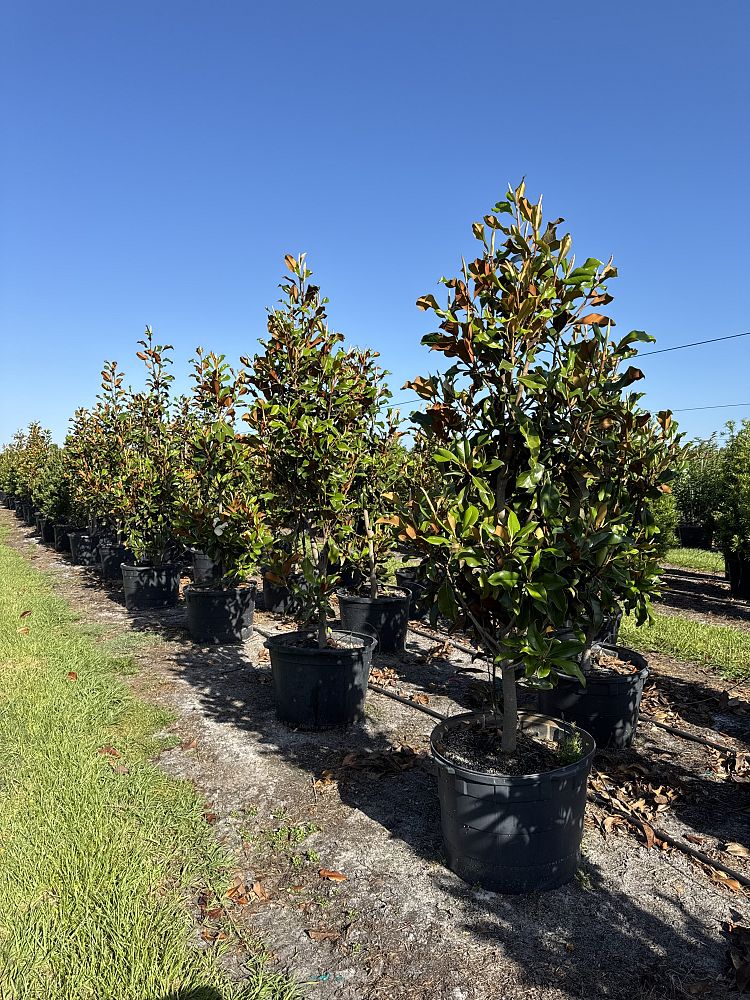 magnolia-grandiflora-bracken-s-brown-beauty-southern-magnolia