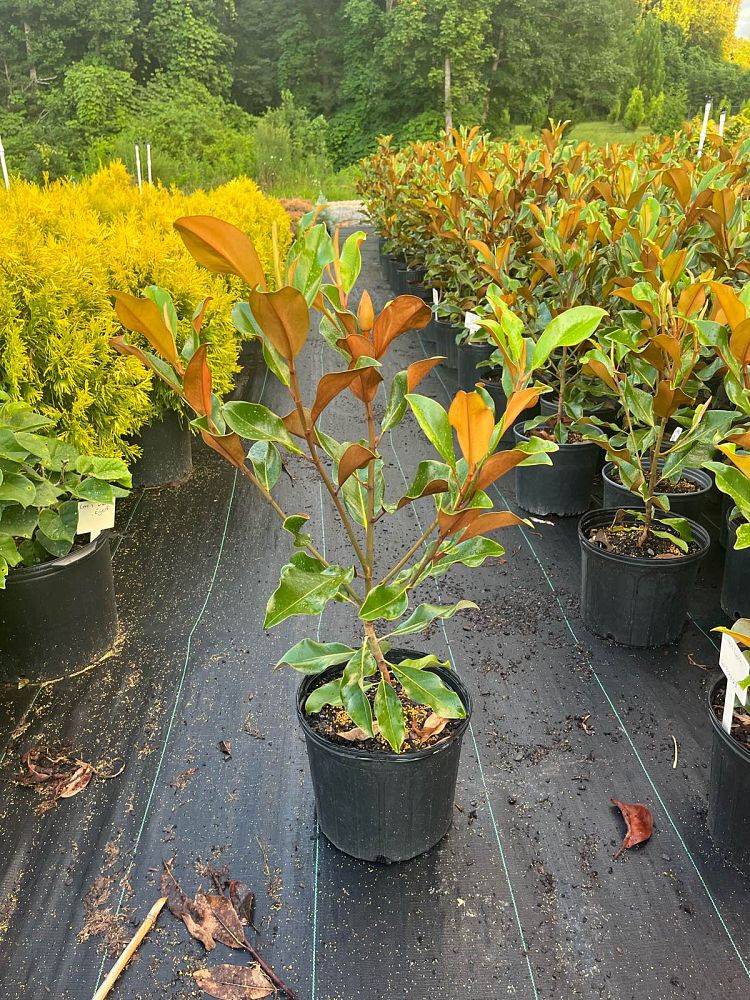 magnolia-grandiflora-bracken-s-brown-beauty-southern-magnolia