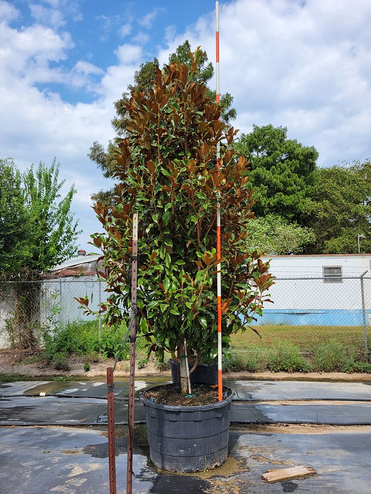 magnolia-grandiflora-bracken-s-brown-beauty-southern-magnolia