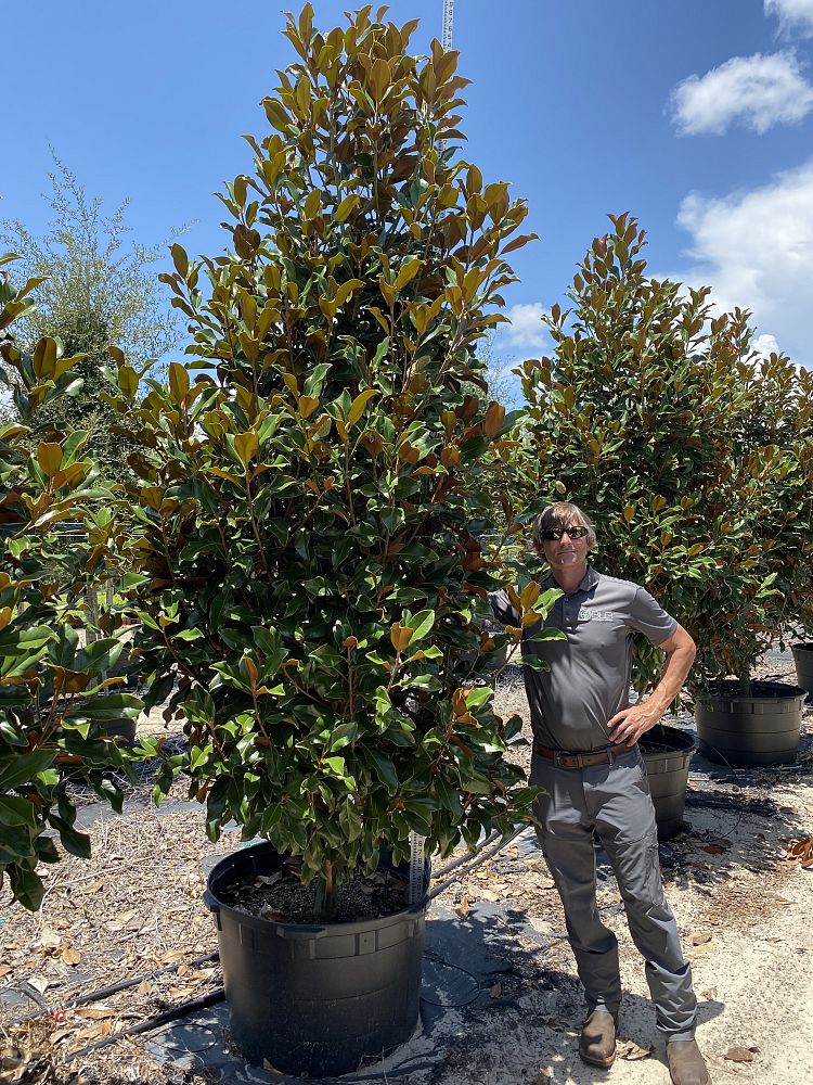 magnolia-grandiflora-bracken-s-brown-beauty-southern-magnolia