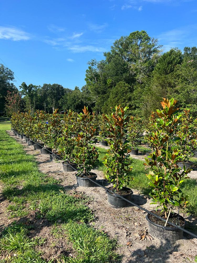 magnolia-grandiflora-bracken-s-brown-beauty-southern-magnolia