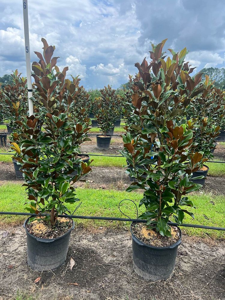 magnolia-grandiflora-bracken-s-brown-beauty-southern-magnolia