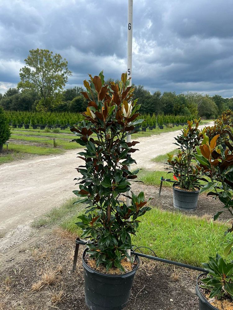 magnolia-grandiflora-bracken-s-brown-beauty-southern-magnolia