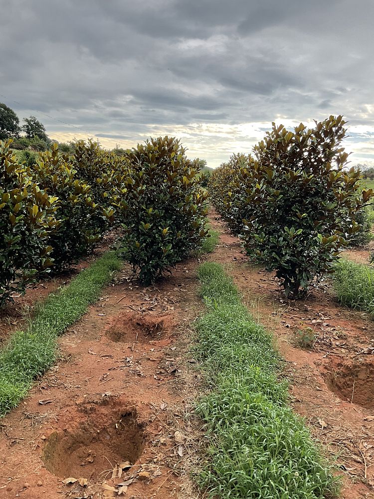 magnolia-grandiflora-bracken-s-brown-beauty-southern-magnolia