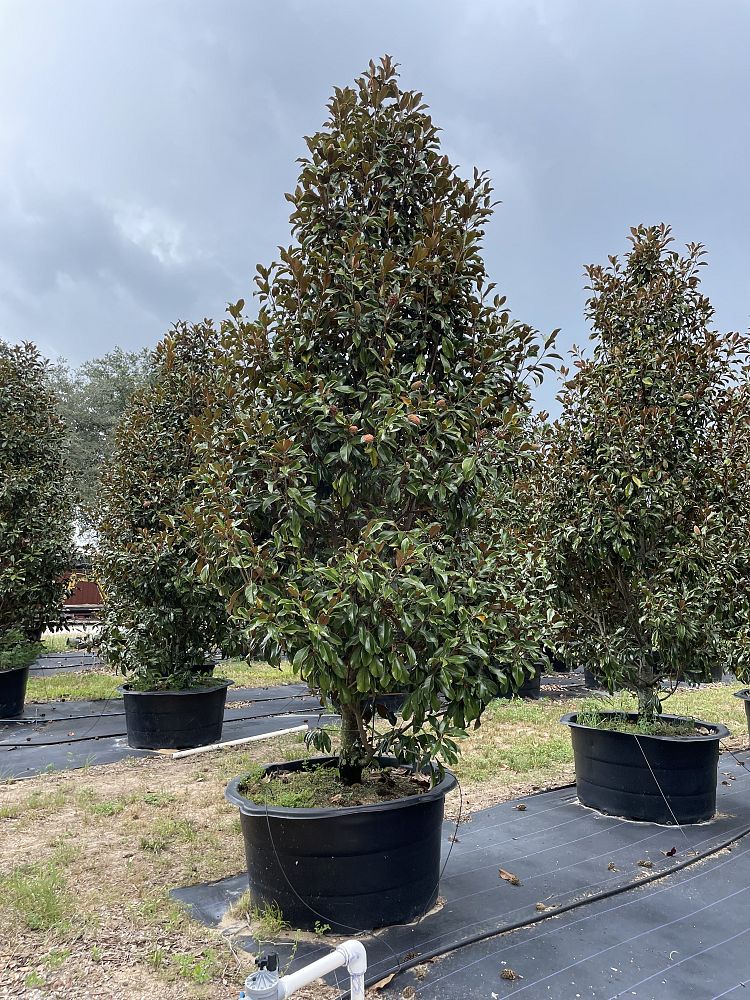 magnolia-grandiflora-bracken-s-brown-beauty-southern-magnolia
