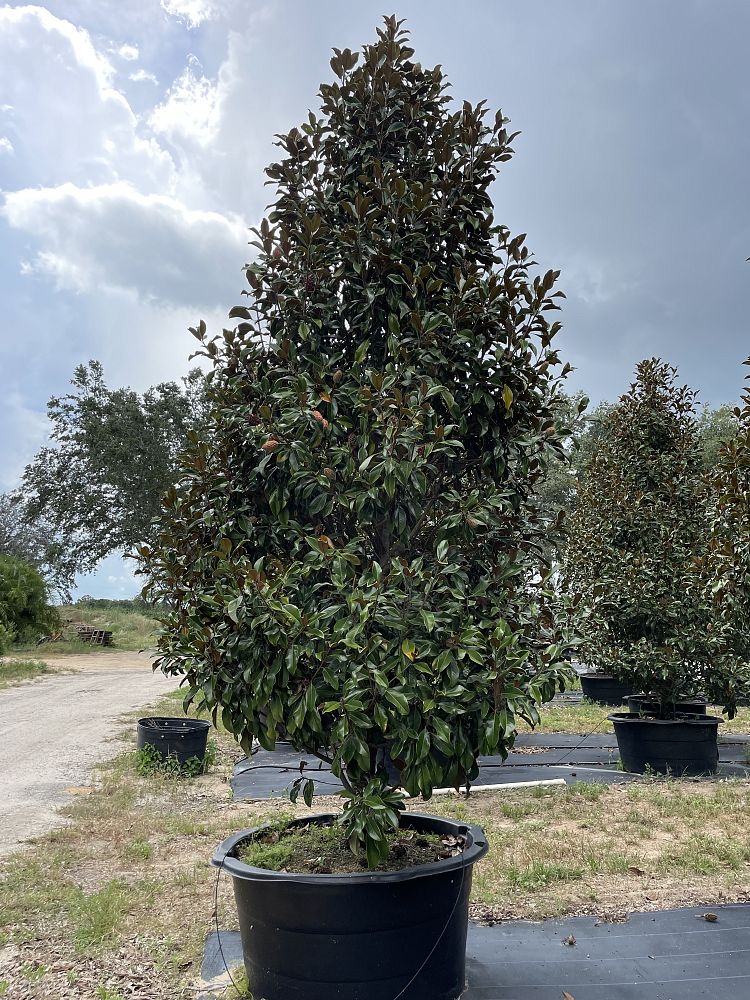 magnolia-grandiflora-bracken-s-brown-beauty-southern-magnolia