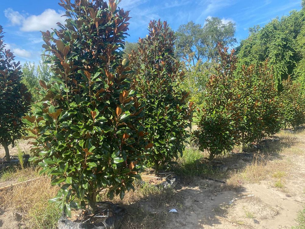 magnolia-grandiflora-bracken-s-brown-beauty-southern-magnolia