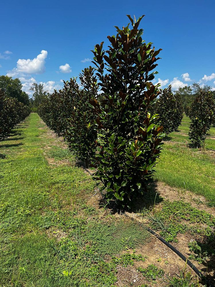 magnolia-grandiflora-bracken-s-brown-beauty-southern-magnolia