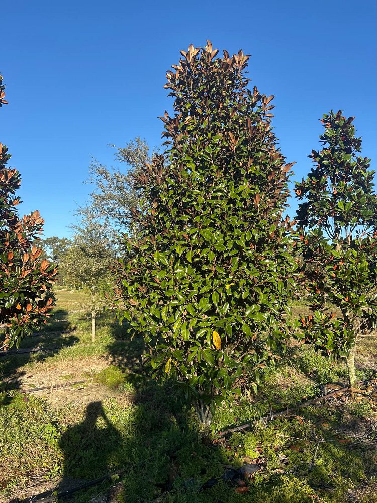 magnolia-grandiflora-bracken-s-brown-beauty-southern-magnolia