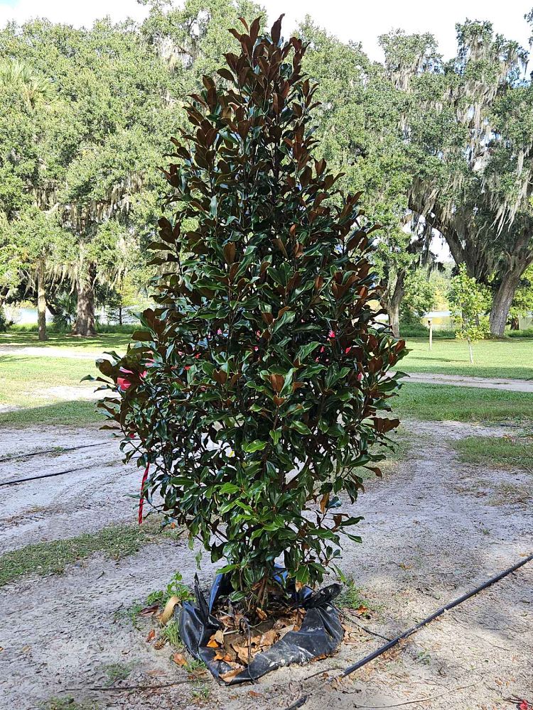 magnolia-grandiflora-bracken-s-brown-beauty-southern-magnolia