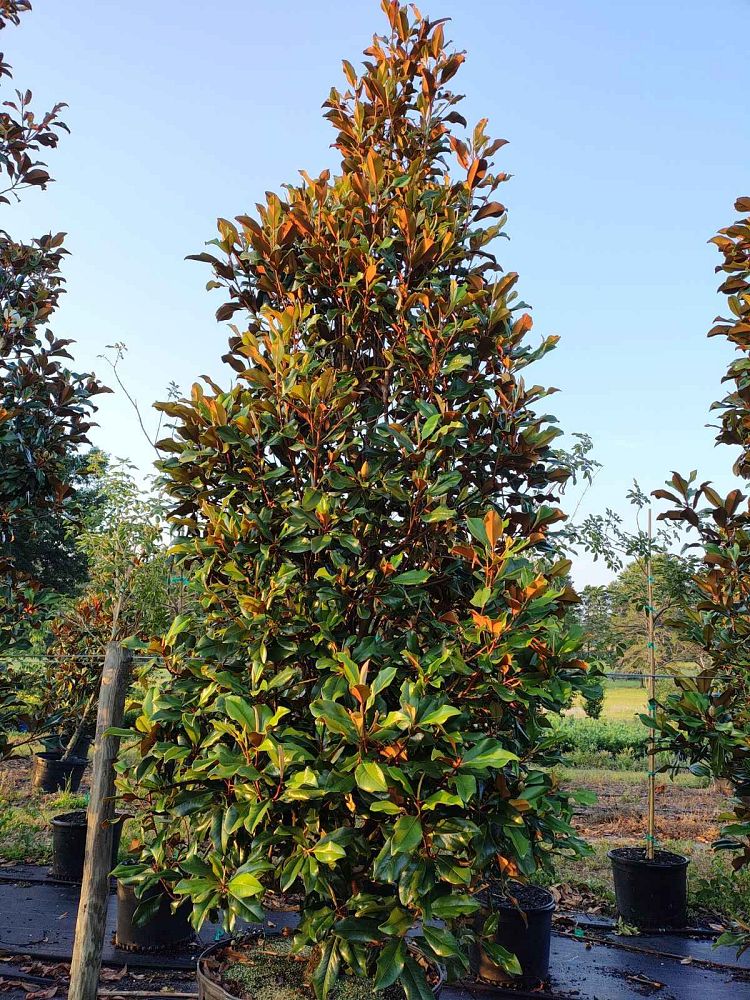 magnolia-grandiflora-bracken-s-brown-beauty-southern-magnolia