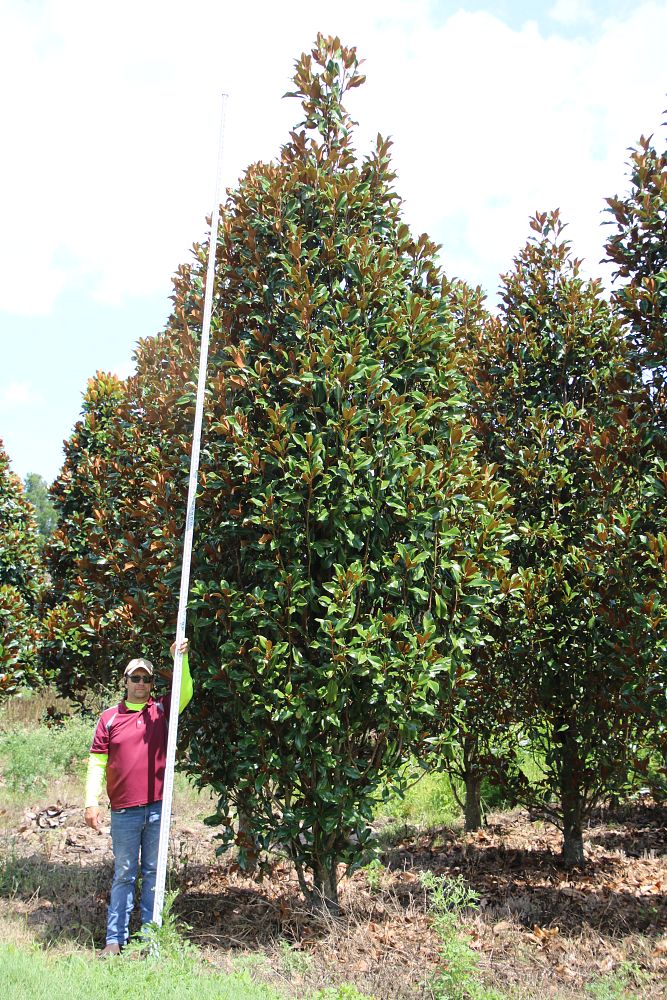 magnolia-grandiflora-bracken-s-brown-beauty-southern-magnolia