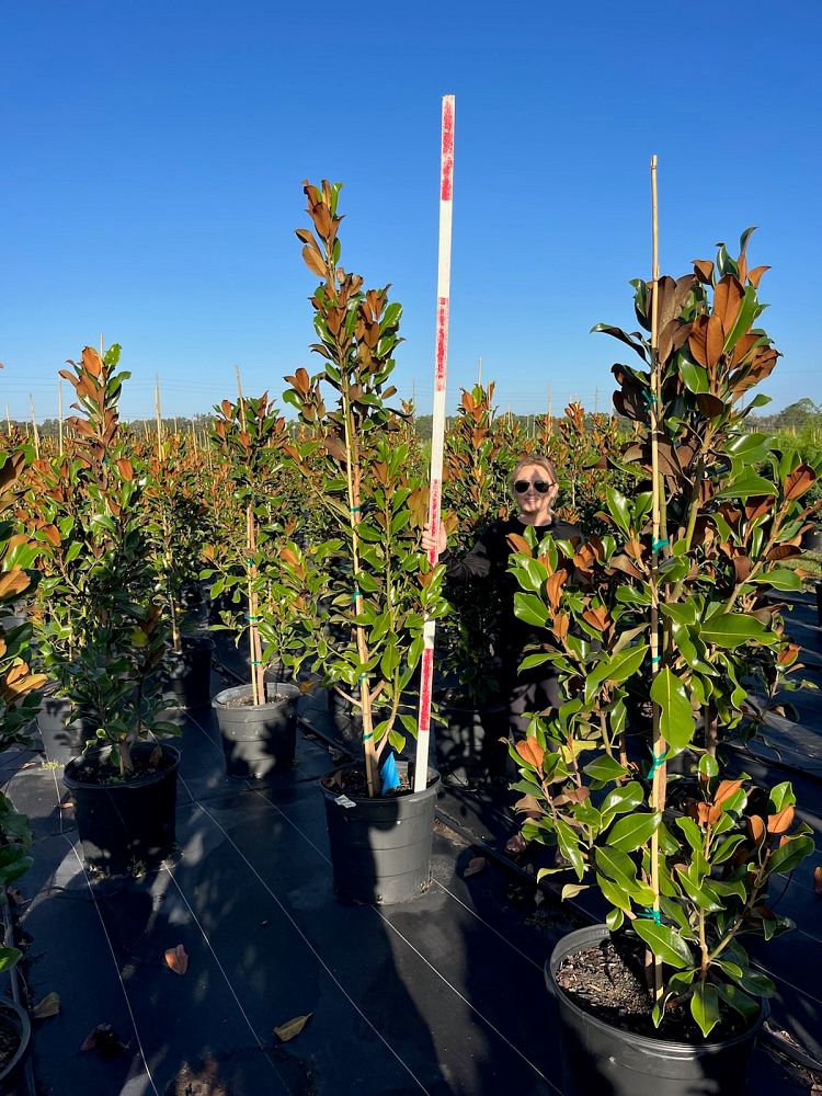 magnolia-grandiflora-bracken-s-brown-beauty-southern-magnolia