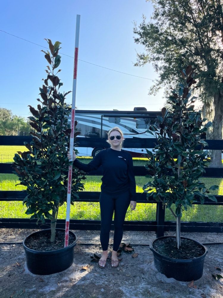 magnolia-grandiflora-bracken-s-brown-beauty-southern-magnolia