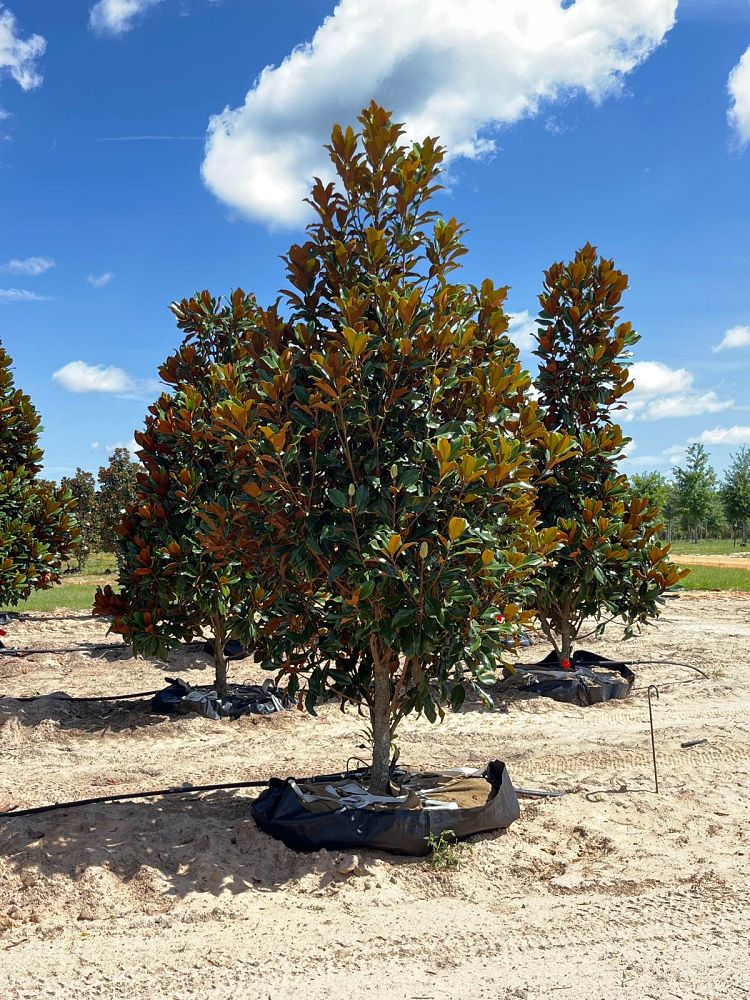 magnolia-grandiflora-bracken-s-brown-beauty-southern-magnolia