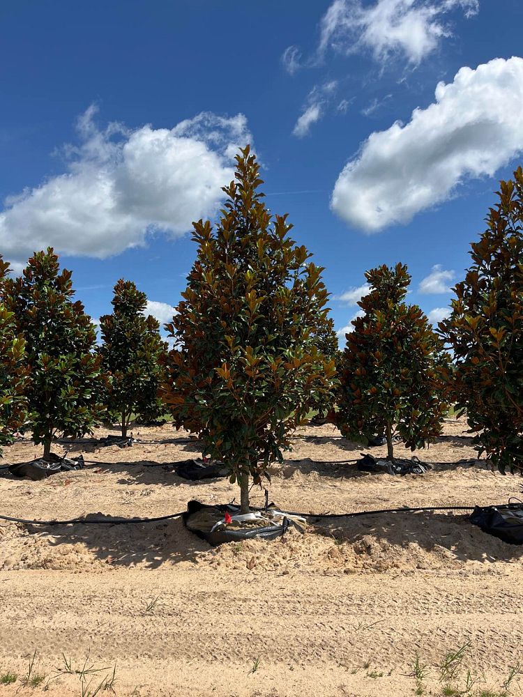 magnolia-grandiflora-bracken-s-brown-beauty-southern-magnolia