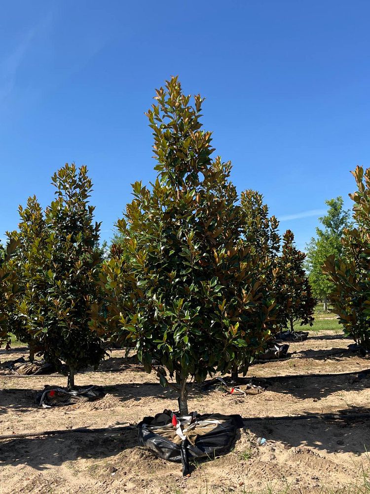 magnolia-grandiflora-bracken-s-brown-beauty-southern-magnolia