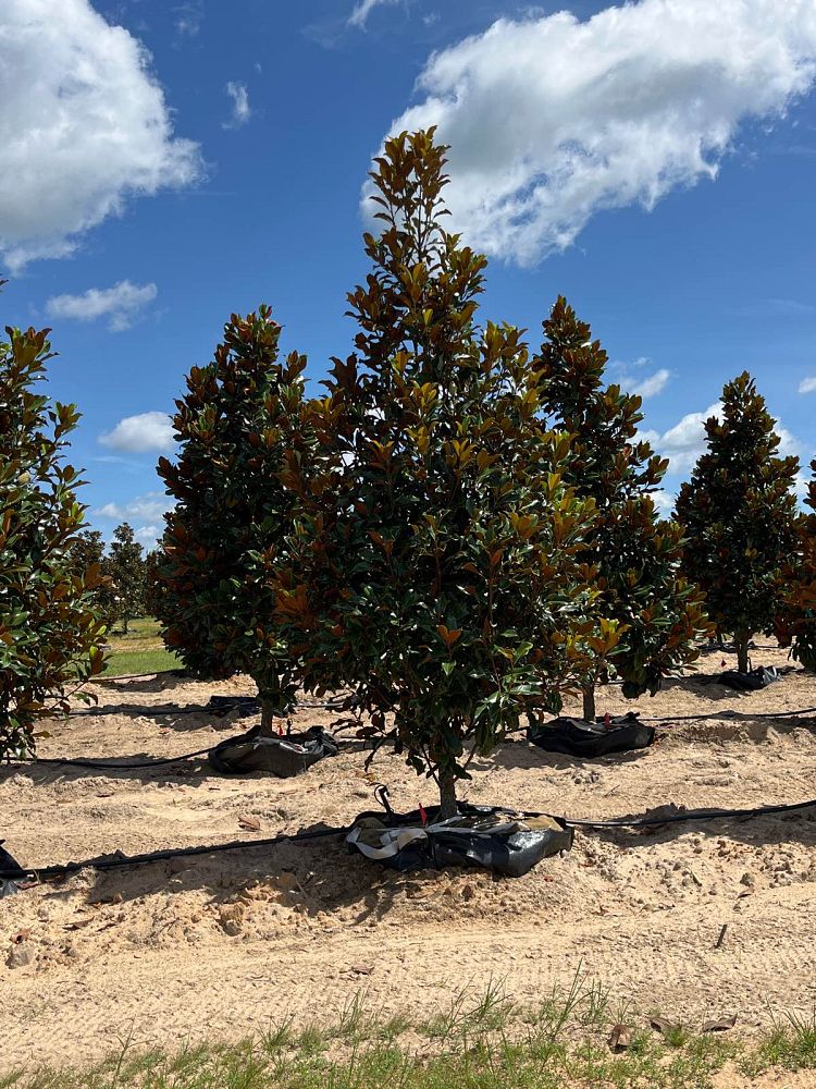 magnolia-grandiflora-bracken-s-brown-beauty-southern-magnolia