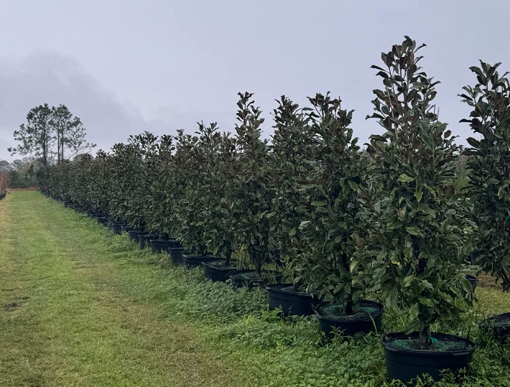magnolia-grandiflora-bracken-s-brown-beauty-southern-magnolia