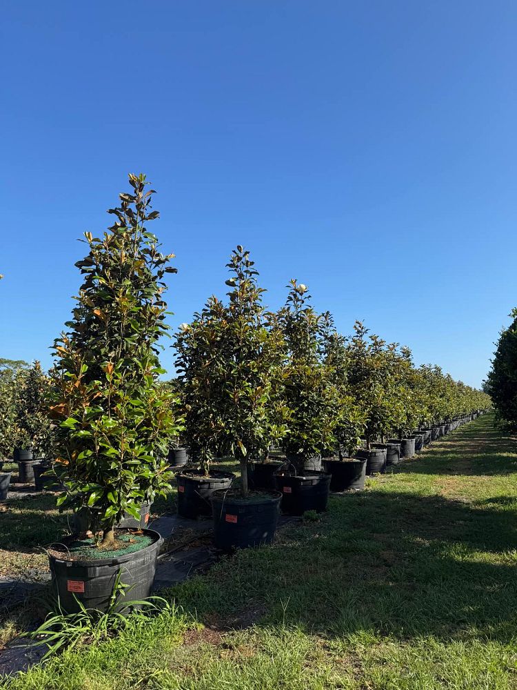 magnolia-grandiflora-bracken-s-brown-beauty-southern-magnolia