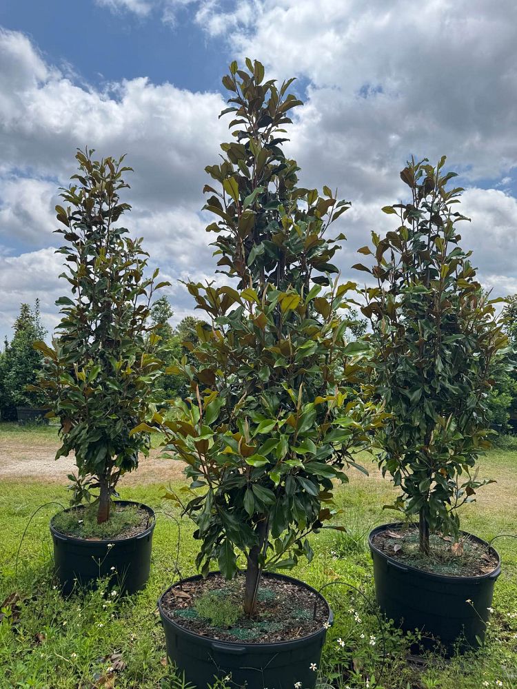 magnolia-grandiflora-bracken-s-brown-beauty-southern-magnolia
