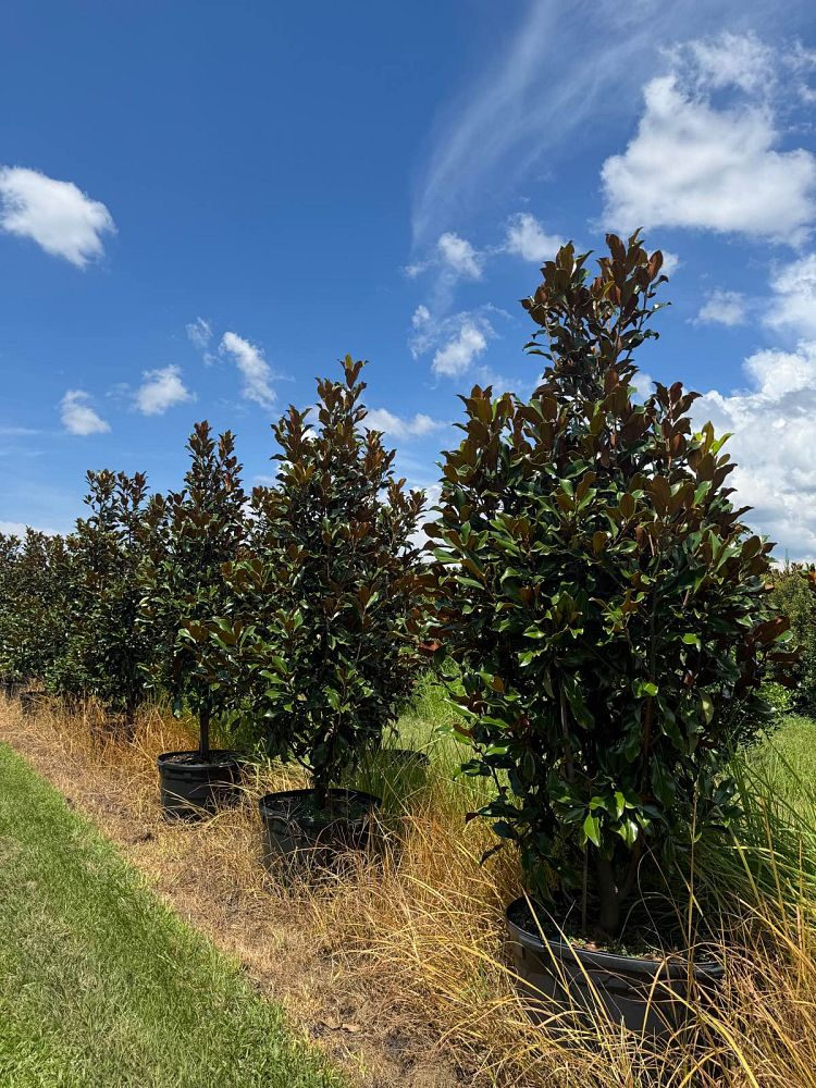 magnolia-grandiflora-bracken-s-brown-beauty-southern-magnolia