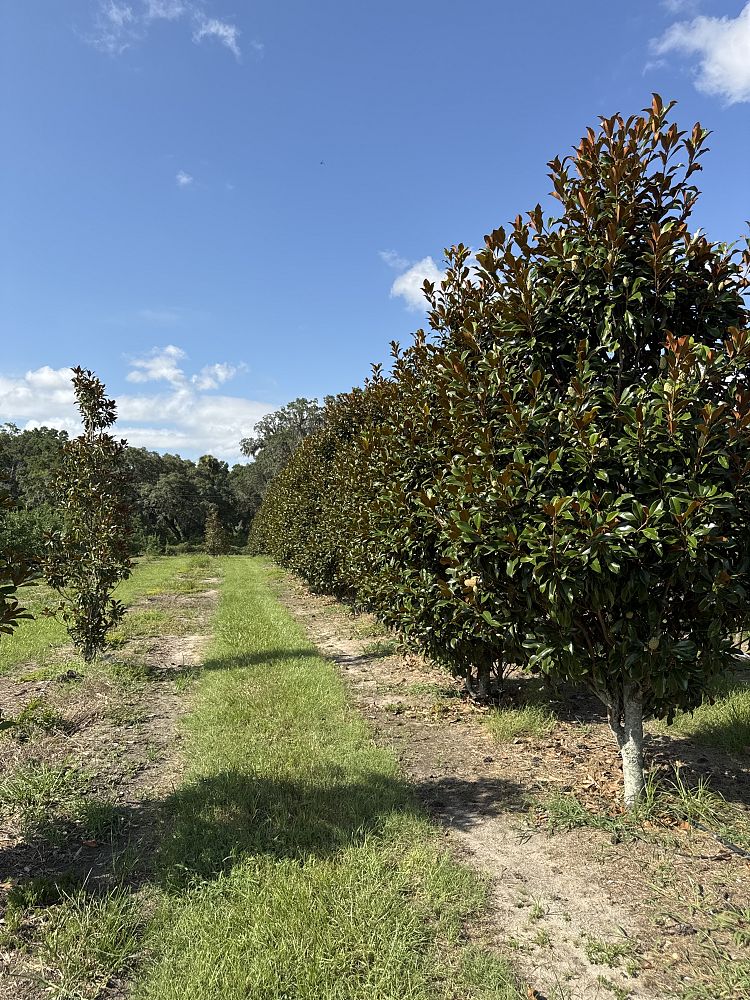 magnolia-grandiflora-bracken-s-brown-beauty-southern-magnolia