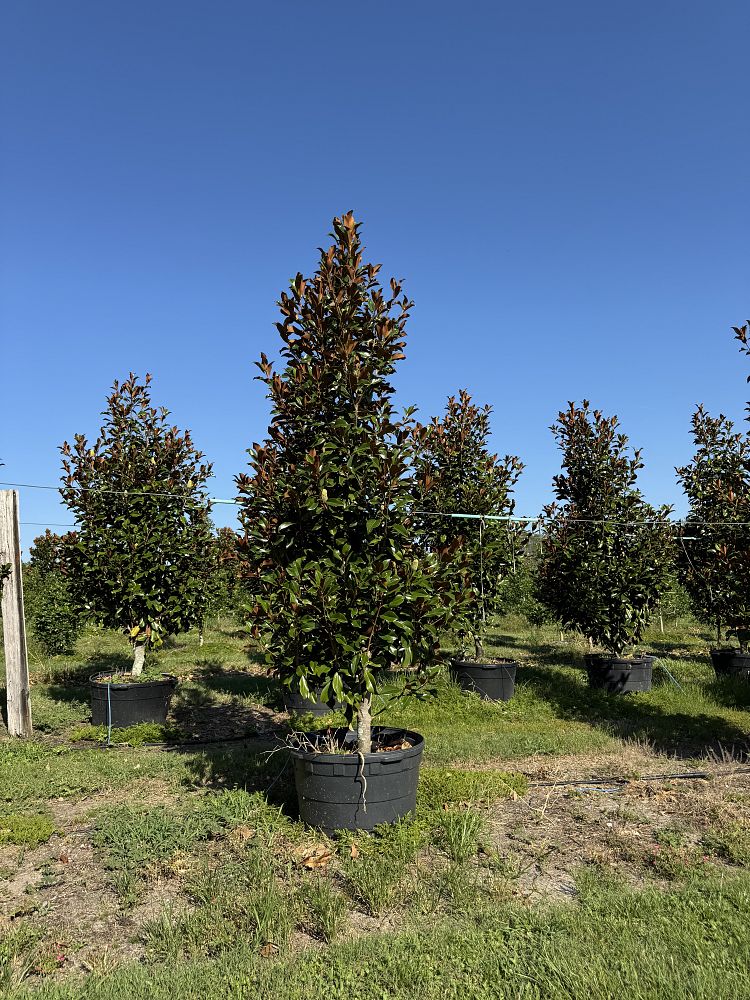 magnolia-grandiflora-bracken-s-brown-beauty-southern-magnolia