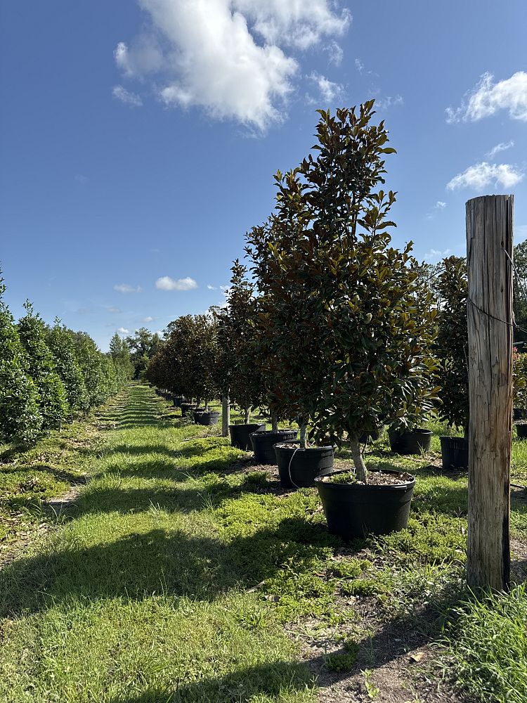magnolia-grandiflora-bracken-s-brown-beauty-southern-magnolia