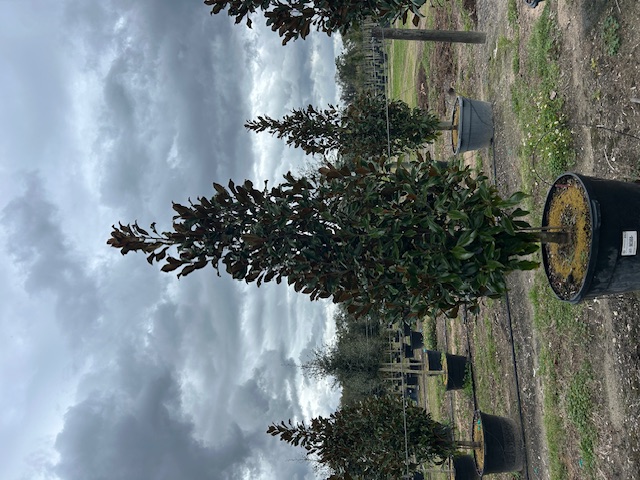magnolia-grandiflora-bracken-s-brown-beauty-southern-magnolia