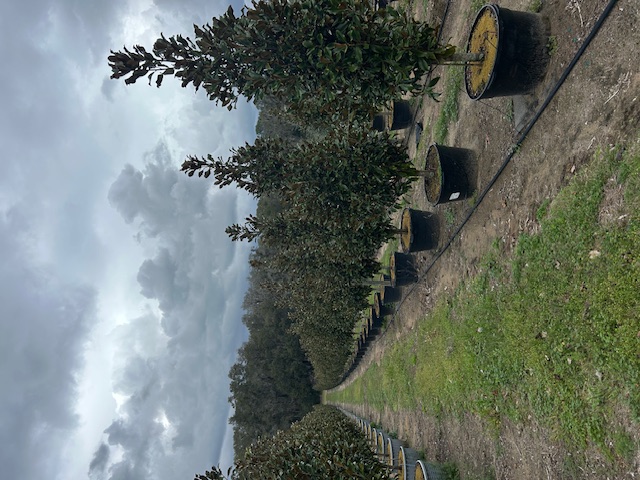 magnolia-grandiflora-bracken-s-brown-beauty-southern-magnolia