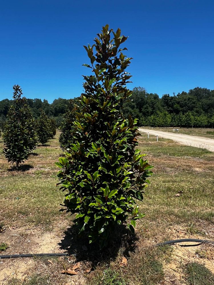 magnolia-grandiflora-bracken-s-brown-beauty-southern-magnolia