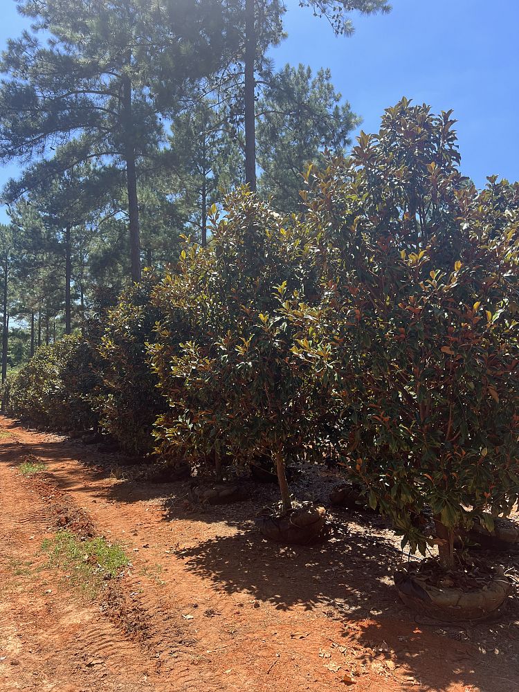 magnolia-grandiflora-bracken-s-brown-beauty-southern-magnolia