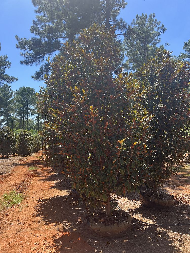 magnolia-grandiflora-bracken-s-brown-beauty-southern-magnolia