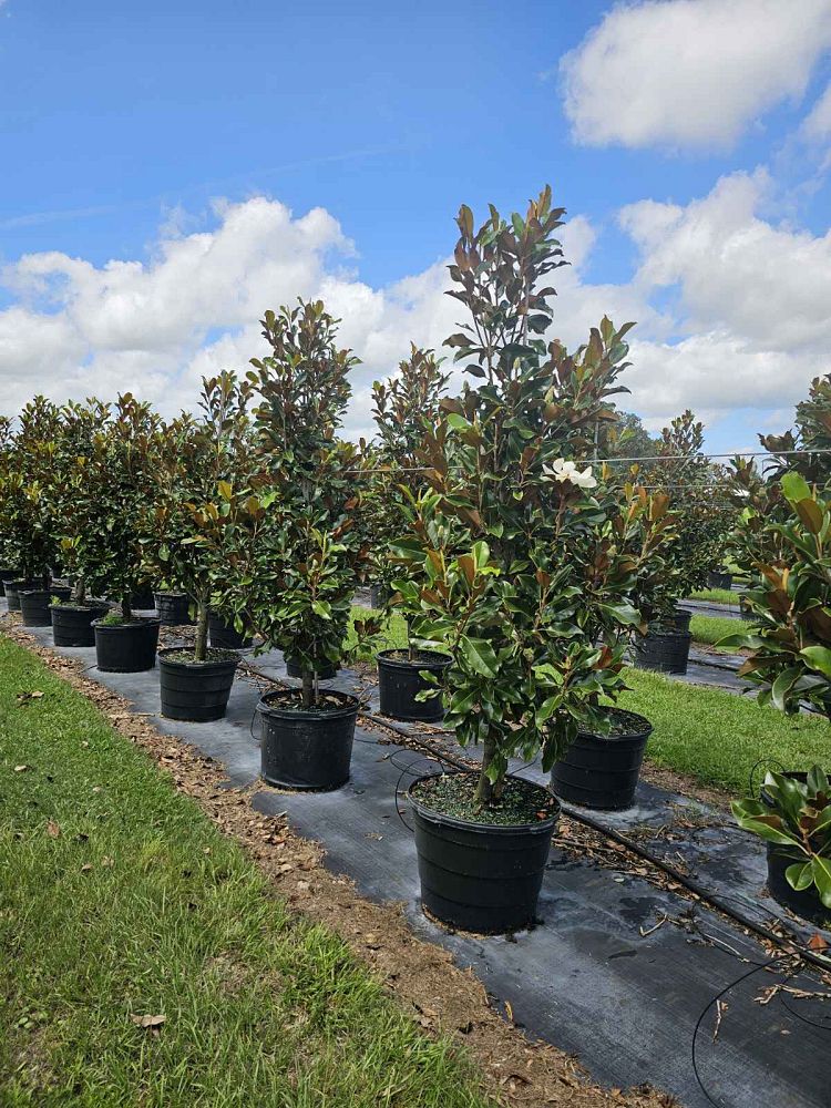 magnolia-grandiflora-bracken-s-brown-beauty-southern-magnolia
