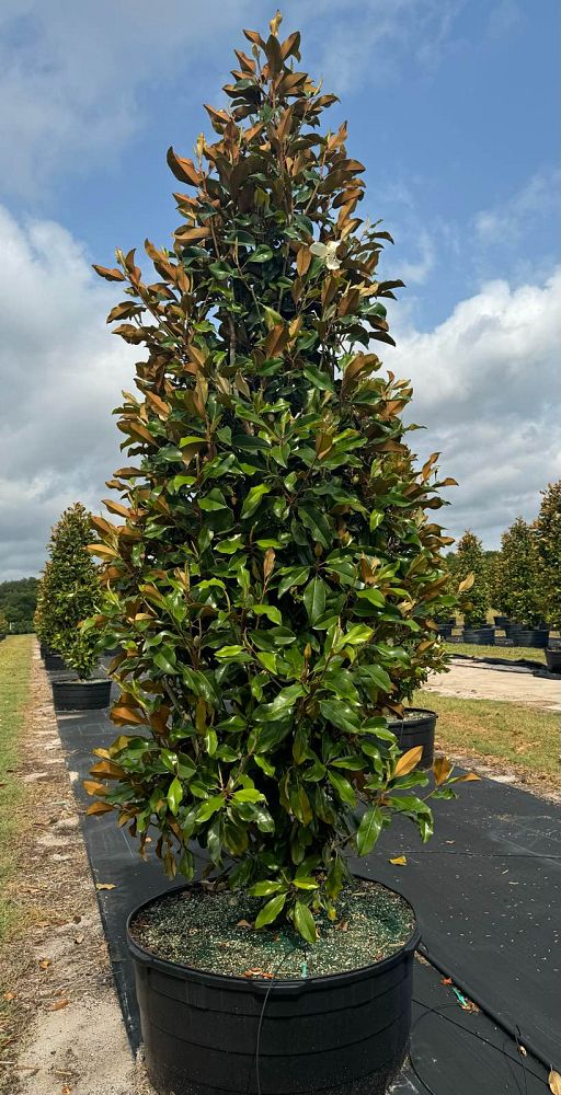 magnolia-grandiflora-bracken-s-brown-beauty-southern-magnolia