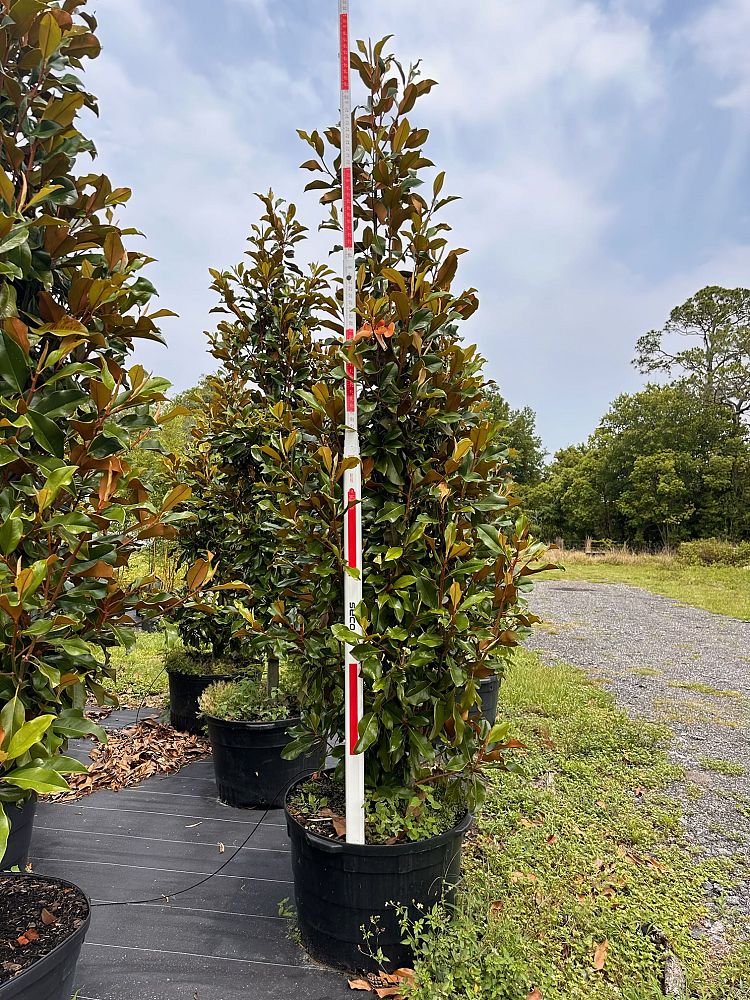 magnolia-grandiflora-bracken-s-brown-beauty-southern-magnolia