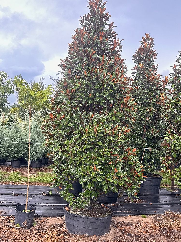 magnolia-grandiflora-bracken-s-brown-beauty-southern-magnolia