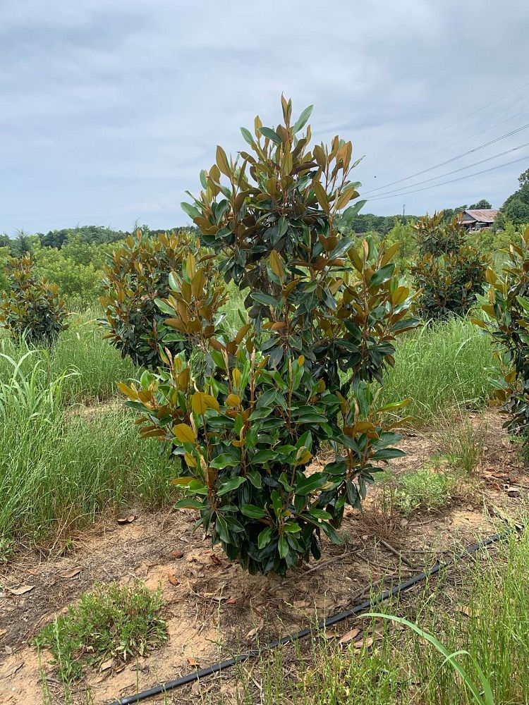 magnolia-grandiflora-bracken-s-brown-beauty-southern-magnolia