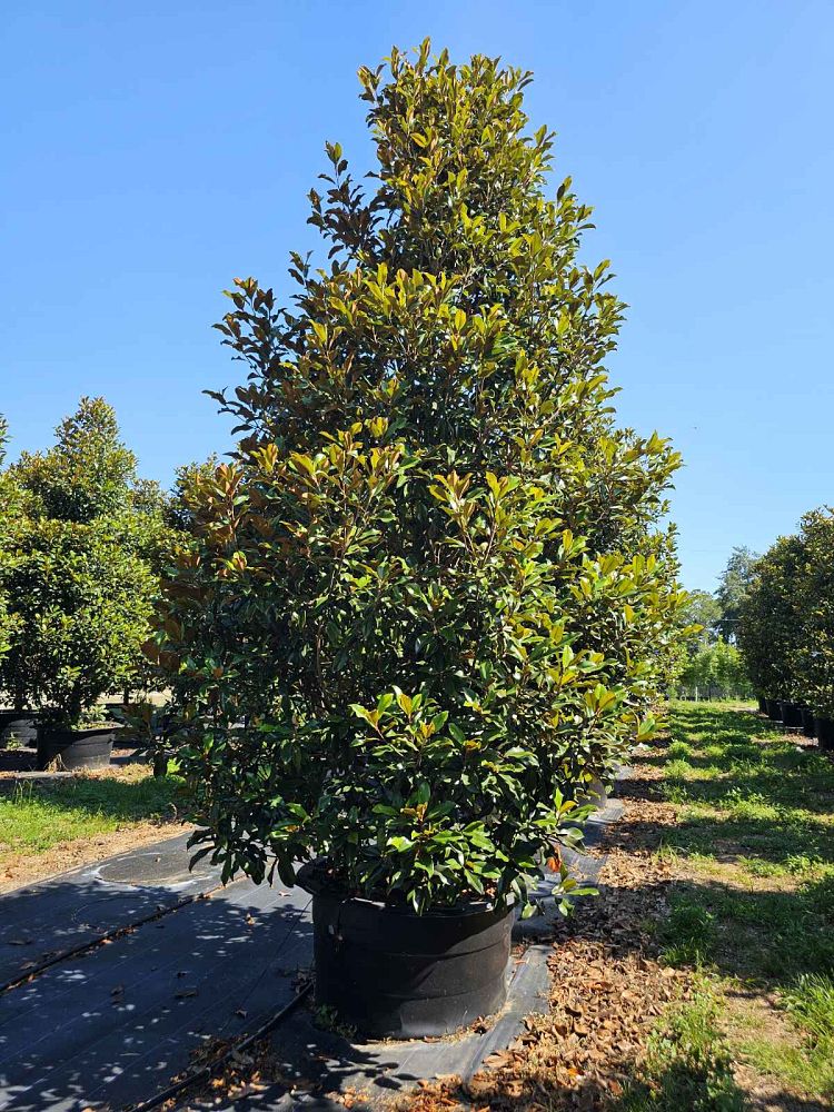 magnolia-grandiflora-bracken-s-brown-beauty-southern-magnolia