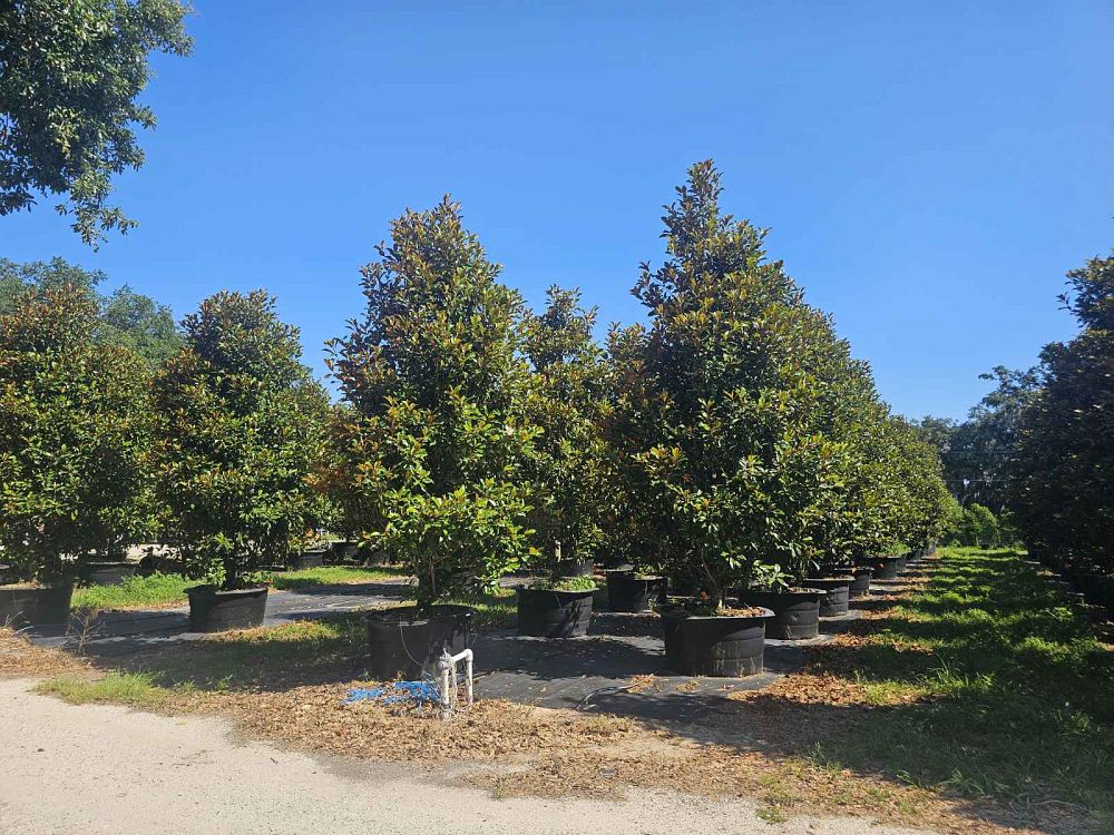 magnolia-grandiflora-bracken-s-brown-beauty-southern-magnolia