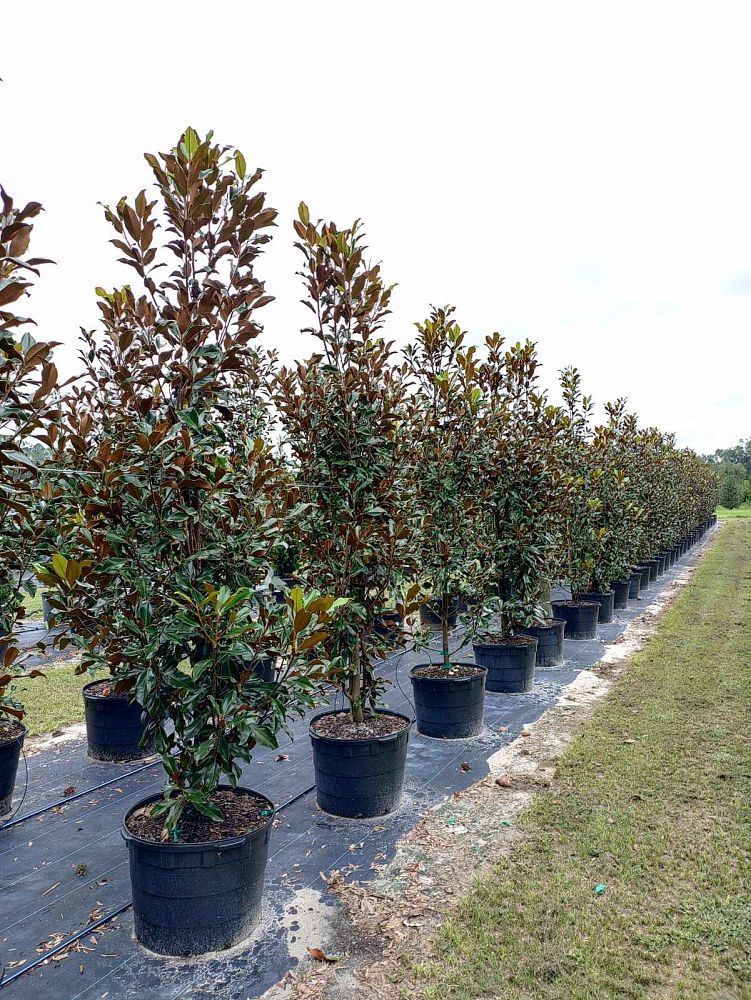 magnolia-grandiflora-bracken-s-brown-beauty-southern-magnolia